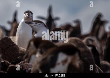 L'antarctique - colonie de manchots à jugulaire avec un accent isolé en regardant at camera Banque D'Images