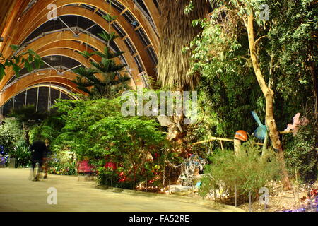 Plantes du monde entier sur l'affichage à l'intérieur du jardin d'hiver, le centre-ville de Sheffield, South Yorkshire, Angleterre Royaume-uni - hiver Banque D'Images