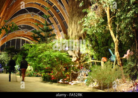 Plantes du monde entier sur l'affichage à l'intérieur du jardin d'hiver, le centre-ville de Sheffield, South Yorkshire, Angleterre Royaume-uni - hiver Banque D'Images