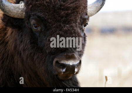 Au cours de l'hiver de bison à Rocky Mountain Arsenal National Wildlife Refuge le 8 décembre 2015 à Denver, Colorado. Banque D'Images