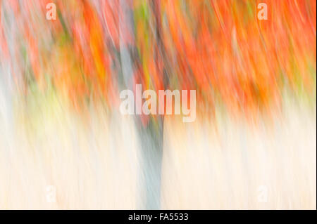 La photo-impression de l'arbre d'érable rouge en automne Banque D'Images