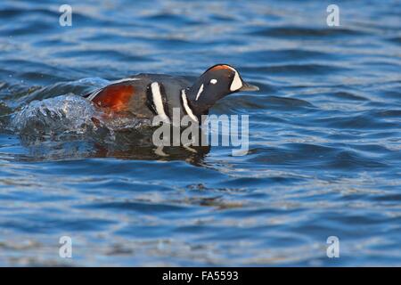 L'Arlequin plongeur (Histrionicus histrionicus), Drake, dans l'eau, de l'Islande Banque D'Images