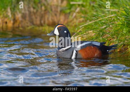 L'Arlequin plongeur (Histrionicus histrionicus), Drake, natation, nord-est de l'Islande, Islande Banque D'Images