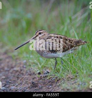 La bécassine des marais (Gallinago gallinago), homme debout dans l'herbe, Région du Sud, Islande Banque D'Images