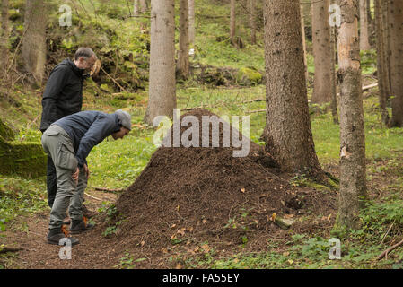 Deux randonneurs à la fourmilière à maturité dans les forêts, les Alpes autrichiennes, Carinthie, Autriche Banque D'Images