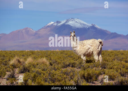 Le lama (Lama glama) en face de sommets enneigés des Andes, Uyuni, Altiplano, Bolivie Banque D'Images