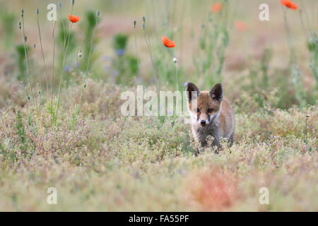 Les jeunes red fox (Vulpes vulpes) sur le site entre les coquelicots (Papaver sp.), Lausitz, Saxe, Allemagne Banque D'Images