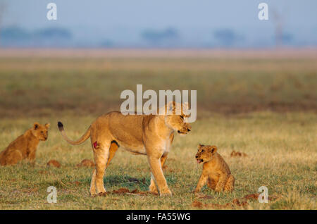 Les lions (Panthera leo), lionne et oursons à l'aube, Savuti, Chobe National Park, Botswana Banque D'Images