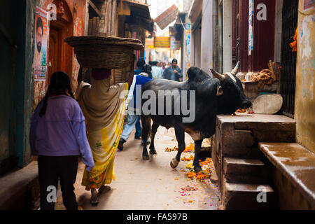 La Sainte vache noire avec de gros corps et des cornes de bloquer les gens marcher dans une ruelle étroite Banque D'Images