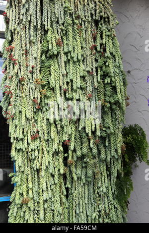 Sedum morganianum ou également connu sous le nom de queue de burro ou queue de l'âne Banque D'Images