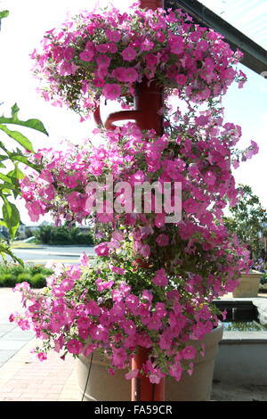 La pleine floraison rose pétunia fleurs suspendues Banque D'Images