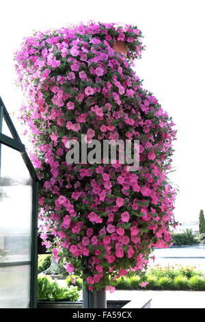 Pétunia rose suspendu dans un panier de fleurs Banque D'Images