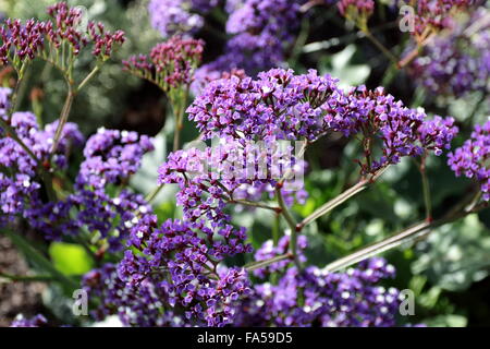 Close up of Limonium perezii ou également connu sous le nom de Statice ou lavande de mer Banque D'Images
