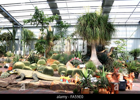 Toutes sortes de variétés de cactus dans une pépinière Banque D'Images