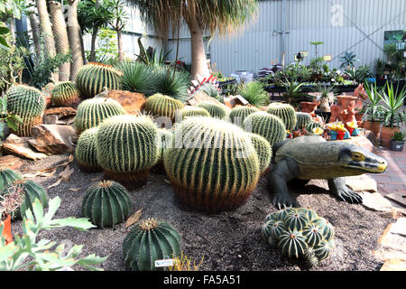 Toutes sortes de variétés de cactus dans une pépinière Banque D'Images