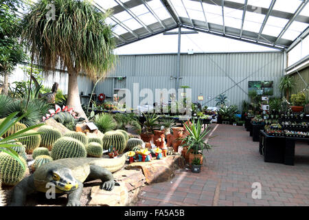 Toutes sortes de variétés de cactus cultivés en serre nursery Banque D'Images