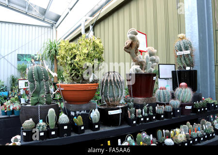 Toutes sortes de variétés de cactus dans une pépinière Banque D'Images