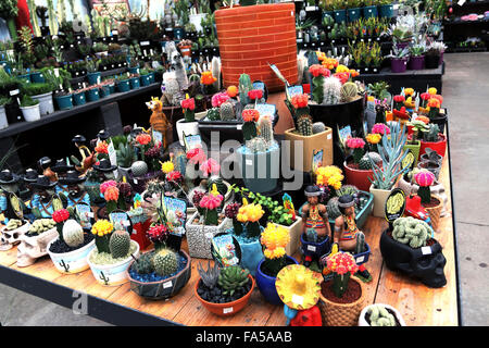 Toutes sortes de cactus et succulentes pour la vente à une pépinière locale Banque D'Images