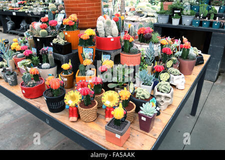 Toutes sortes de cactus et succulentes pour la vente à une pépinière locale Banque D'Images