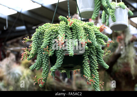 Sedum burrito ou également connu sous le nom de queue de l'âne nain Banque D'Images