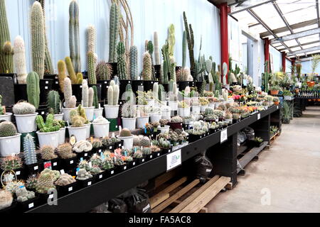 Toutes sortes de variétés de cactus dans une pépinière Banque D'Images