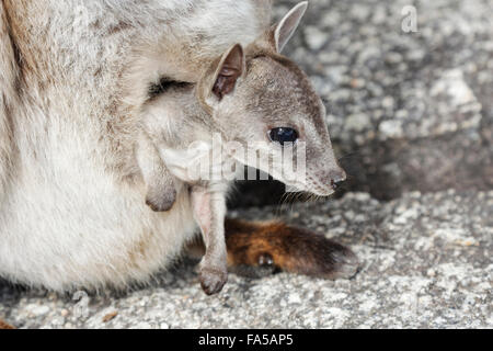 Bébé wallabies dans le sachet à Mareeba Gorge de granit Banque D'Images