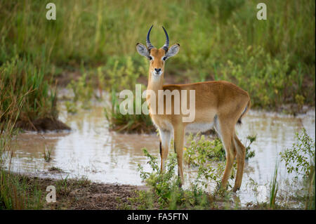 L'Ouganda (kobus Kob kob thomasi), Murchison Falls National Park, de l'Ouganda Banque D'Images