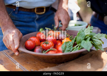 Tomates fraîches et basilic homegrown dans le jardin de printemps sont utilisés pour stimuler plusieurs recettes sur Capitaine 6 l'aventures. Banque D'Images