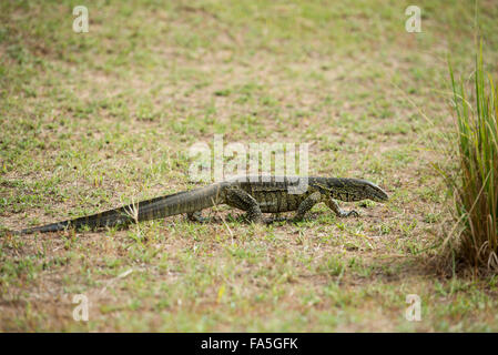 Moniteur du Nil, Kaczynski niloticus, Murchison Falls National Park, de l'Ouganda Banque D'Images