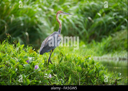 Héron goliath (Ardea goliath), Murchison Falls National Park, de l'Ouganda Banque D'Images