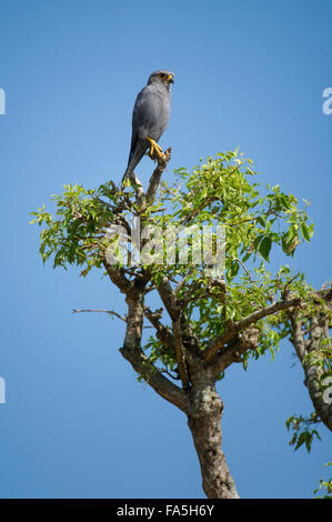 Kestrel Falco ardosiaceus, gris, Murchison Falls National Park, de l'Ouganda Banque D'Images