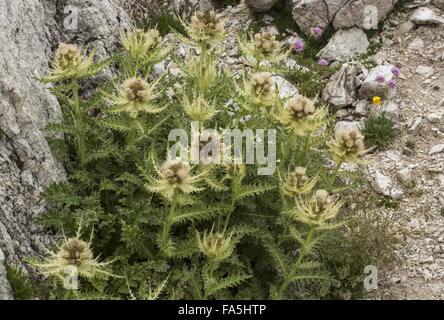 Spiniest, chardon Cirsium spinosissimum, en fleurs à l'alpage, Dolomites. Banque D'Images