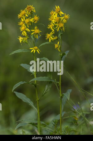 Solidago virgaurea Verge d'or, en fleurs Banque D'Images