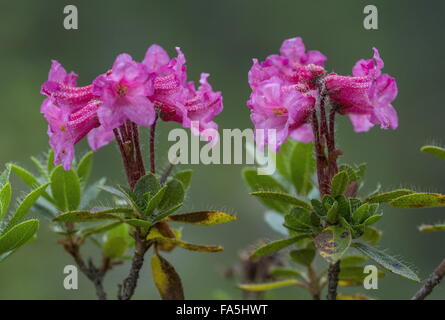 Rhododendron hirsutum poilu alpenrose, en fleurs, Dolomites, Italie. Banque D'Images