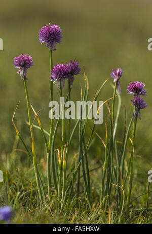 Ciboulette, Allium schoenoprasum en fleur dans les Alpes. Banque D'Images