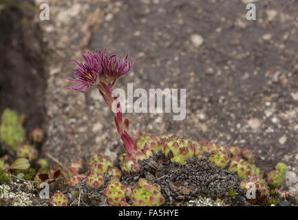 Une montagne, houseleek Sempervivum montanum ssp stiriacum en fleurs à haute altitude, Alpes italiennes. Banque D'Images