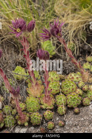Une montagne, houseleek Sempervivum montanum ssp stiriacum en fleurs à haute altitude, Alpes italiennes. Banque D'Images