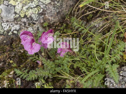 Kerner de Furbish, Pedicularis kerneri dans les Alpes italiennes. Banque D'Images