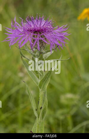 Plume, la centaurée noire Centaurea uniflora en fleur, Alpes. Banque D'Images