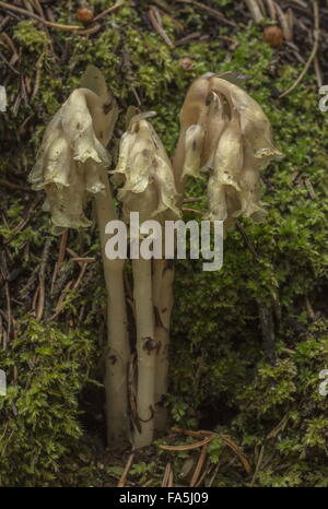 Dutchman's pipe, hypopitys Monotropa - un parasite ou mycoheterotroph dans de denses forêts. Banque D'Images