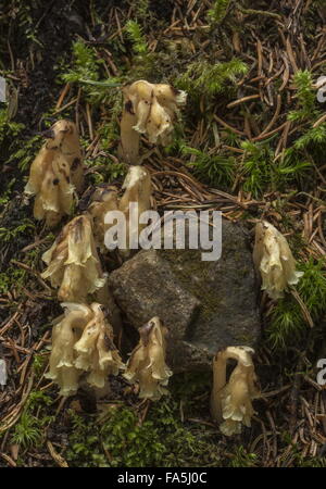 Dutchman's pipe, hypopitys Monotropa - un parasite ou mycoheterotroph dans de denses forêts. Banque D'Images