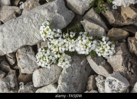 Cresson des Chamois, Hornungia Alpina Dolomites, à haute altitude. Banque D'Images