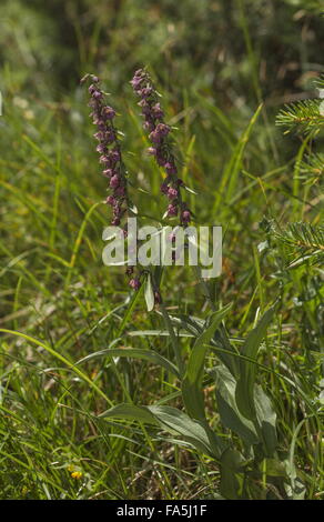 Dark-red Helleborine Epipactis atrorubens, en fleur, sur les éboulis calcaires. Banque D'Images