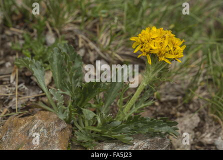 Alpine gris, séneçon Senecio incanus ssp. carniolicus en fleur, Alpes italiennes. Banque D'Images