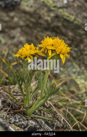 Alpine gris, séneçon Senecio incanus ssp. carniolicus en fleur, Alpes italiennes. Banque D'Images