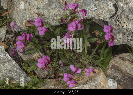 Kerner de Furbish, Pedicularis kerneri dans les Alpes italiennes. Banque D'Images