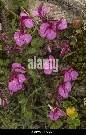 Kerner de Furbish, Pedicularis kerneri dans les Alpes italiennes. Banque D'Images