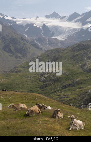 Le pâturage du bétail dans les alpages sur la Gavia Pass, Passo di Gavia, 2621 m, en Italie. Banque D'Images