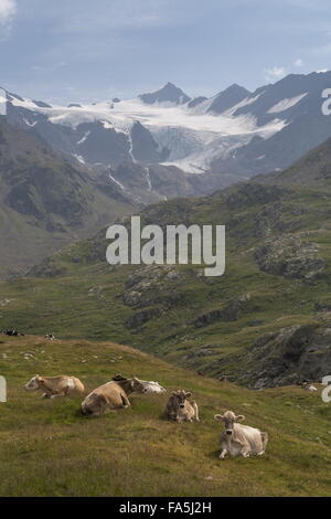 Le pâturage du bétail dans les alpages sur la Gavia Pass, Passo di Gavia, 2621 m, en Italie. Banque D'Images