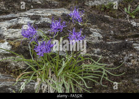 Phyteuma hedraianthifolium, Rampion rhétique en fleur, Passo di Gavia, Italie. Banque D'Images